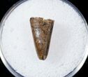 Tyrannosaur Premax Tooth (Aublysodon) - Montana #17581-2